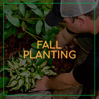 FallPlanting-Image-5d530209cfe8d