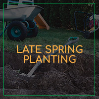LateSpring-Image-5d53011c15897