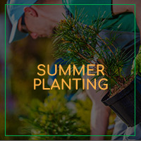 SummerPlanting-Image-5d5301d78c184