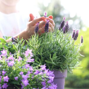 Acclimate Your Plants