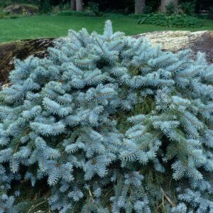 Blue Spruce