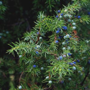 Junipers